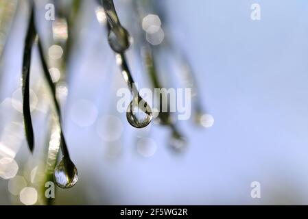 Drops of rain on the needles of the pine branch close up. Nature background. Stock Photo