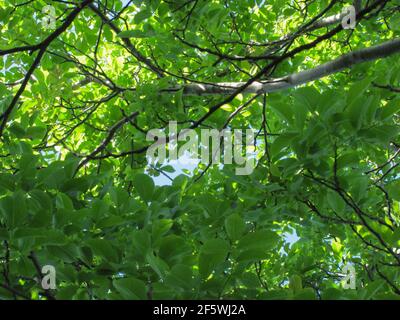 blue sky peeks through the green walnut branches. Stock Photo