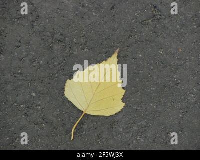 single yellow autumn leaf on the ground Stock Photo