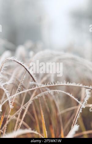 Forest nature dry plants in a hoarfrost, close-up. Morning fog. Sunny winter day. Seasons, climate change, ecology, botany. Natural white background Stock Photo