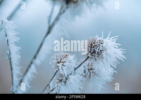 Forest nature dry plants in a hoarfrost, close-up. Morning fog. Sunny winter day. Seasons, climate change, ecology, botany. Natural white background Stock Photo
