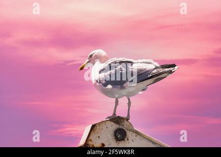 seagull standing on a ship part in front of pink sunset sky Stock Photo