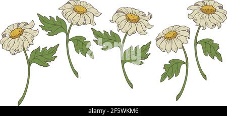 Vector collection with camomile blooming flowers. Set of vector chamomiles. Stock Vector