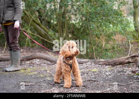 miniature poodle exercise