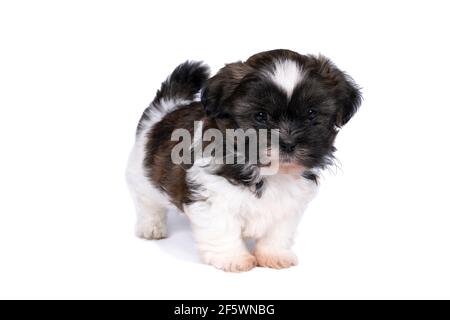 13 week old sales shih tzu puppy