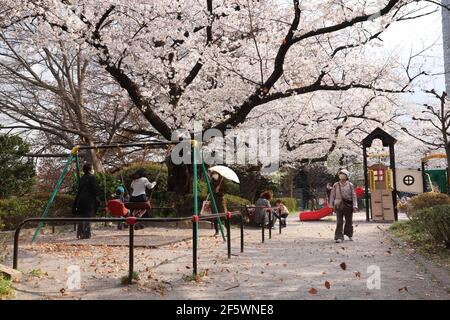 Tokyo, Japan. 26th Mar, 2021. View of a cherry blossom tree (sakura) at the Chidorigafuchi Park in Tokyo.After the state of emergency was cancelled on March 21st 2021 in Tokyo, residents can enjoy the Hanami (Cherry blossom viewing) season with minimal restrictions. Although picnics, gathering of large crowds and alcohol consumption is prohibited, people can walk freely through public parks. Credit: SOPA Images Limited/Alamy Live News Stock Photo