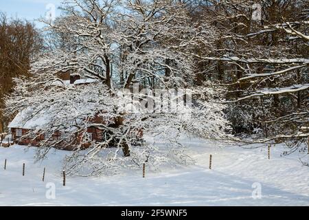 Half-timbered houses in Wilsede, Lueneburg Heath Nature Reserve in freshly fallen snow, (Calluna vulgaris) Lueneburg Heath, Lower Saxony, Germany, Eur Stock Photo