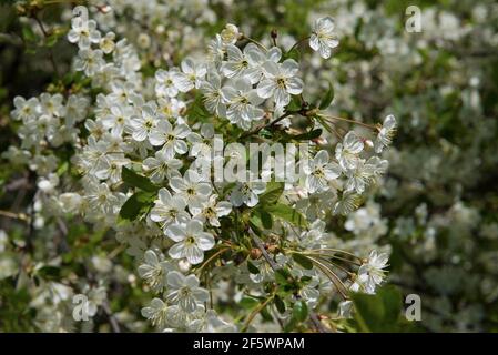 Blooming cherry close-up Stock Photo
