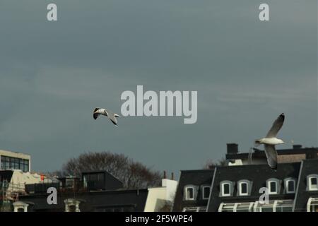 Two seagulls flying inthe sky with houses in the background Stock Photo