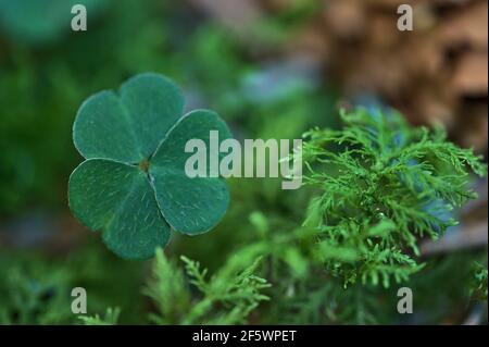 Beautiful macro view of shamrock leaves (Irish national symbol) with green moss in deciduous forest, Dublin, Ireland. St Patrick's Day decoration Stock Photo