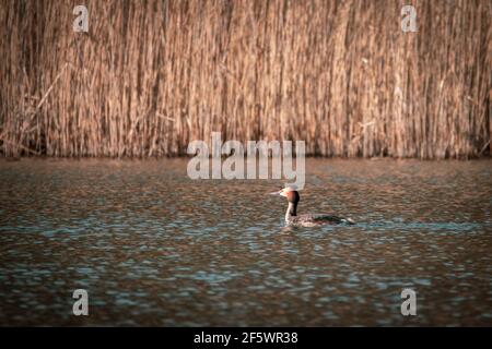 on a small lake swims a great crested grebe Stock Photo