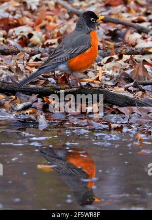 American robin reflected on pound in the forest, Quebec, Canada Stock Photo