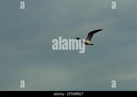 One seagull in flight aginst a cloudy sky Stock Photo