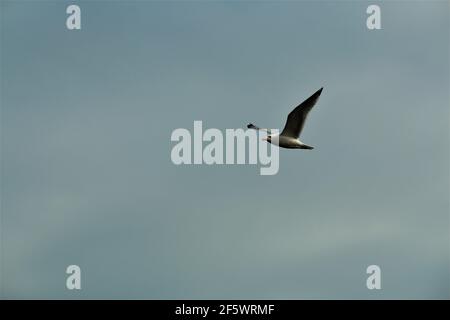 One seagull in flight aginst a cloudy sky Stock Photo