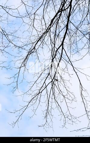 Silhouette of fine branches and twigs of an oak tree against blue sky ...