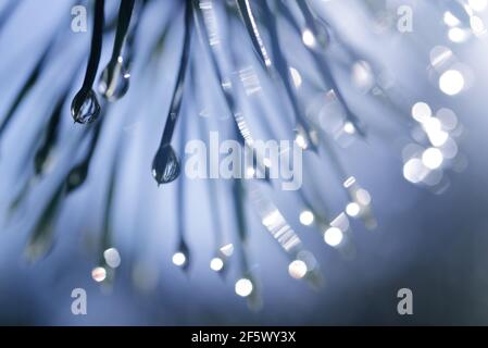 Drops of rain on the needles of the pine branch close up. Nature background. Stock Photo