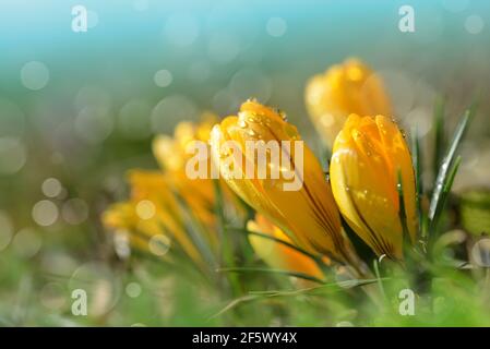 Rain drops on yellow crocus flowers close up. Spring season. Stock Photo