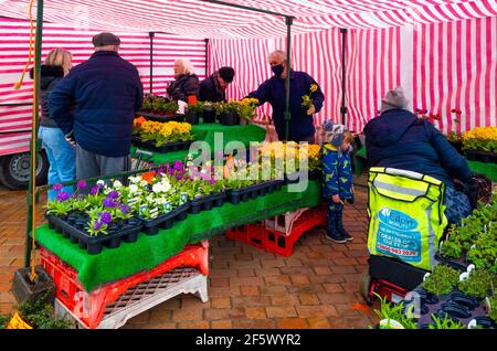 Gardeners buying Spring bedding and pot plants at a weekly market flower stall  in  Redcar North Yorkshire very crowded on a rainy sprind day Stock Photo