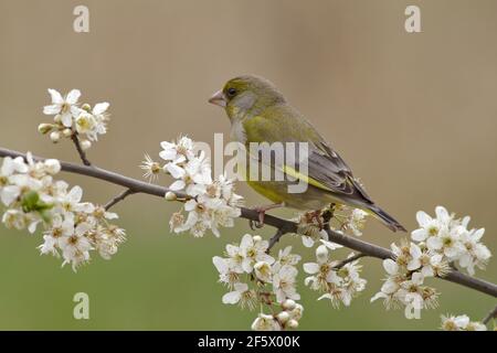 Greenfinch (Chloris chloris) sitting on a blossoming branch. Stock Photo