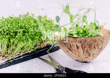 Green leaves of micro lettuce on a light background lie next to scissors for cutting shoots. Healthy diet. Microgreens. Stock Photo
