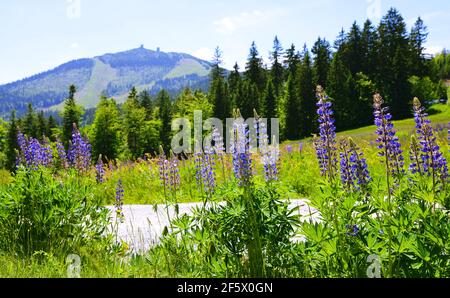 Blooming lupine flowers with mount Grosser Arber in National park Bayerischer Wald, Germany. Spring landscape. Stock Photo