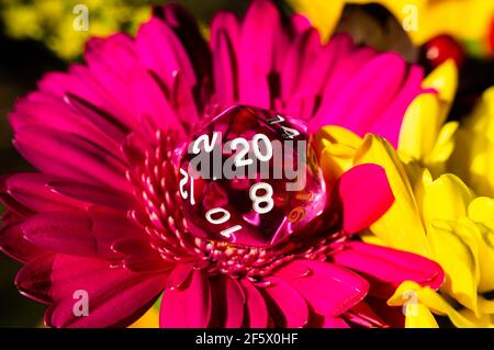 Close-up image of a pink 20-sided rpg die on a pink gerbera daisy next to a yellow gerbera Stock Photo