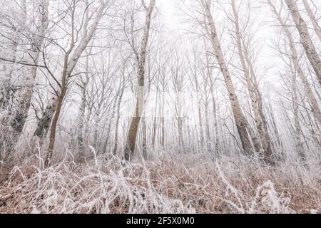 Forest trees covered with snow on frosty evening. Beautiful winter panorama. Landscape of spooky winter forest covered by mist, wide angle view Stock Photo