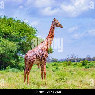 Dark Giraffe stands among the trees Tsavo East National Park, Kenya. It is a wild life photo. Stock Photo