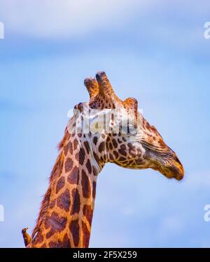 The head of Giraffe with bird. It is a wild life photo in Tsavo East National Park, Kenya. It is a close up photo. Blue sky is in the background.