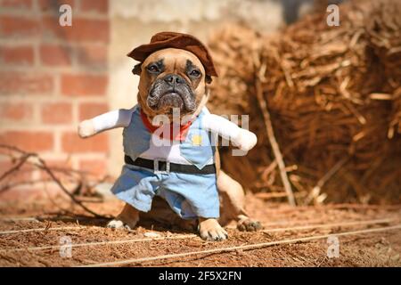 French Bulldog dog wearing Halloween cowboy full body costume with fake arms and pants in front of hay bale Stock Photo