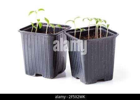 Seedlings of tomatoes in pots isolated on white background Stock Photo