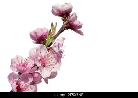 Pink peach tree flowers, blooming branch isolated on white background with copy space Stock Photo