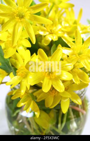 lesser celandine, fig-root butter-cup (Ranunculus ficaria, Ficaria verna) Stock Photo