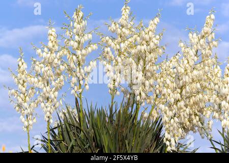 Blooming plants in june Spanish dagger Stock Photo