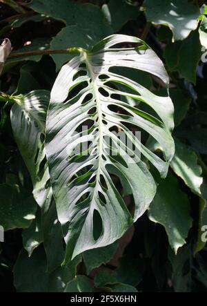 Close up of a green leaf of Monstera Adansonii Swiss Cheese in a wide version Stock Photo
