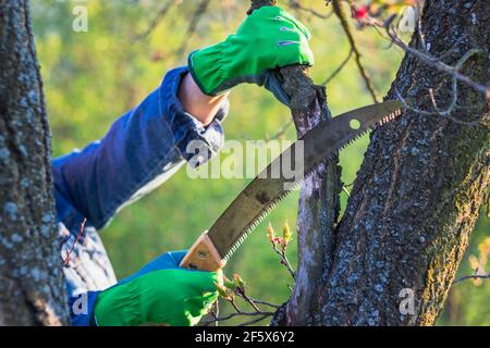 Hands with protective gloves and hand saw trimming branch of tree. Farmer gardening in orchard at springtime Stock Photo
