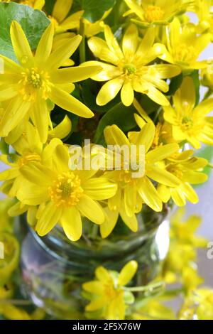 lesser celandine, fig-root butter-cup (Ranunculus ficaria, Ficaria verna) Stock Photo