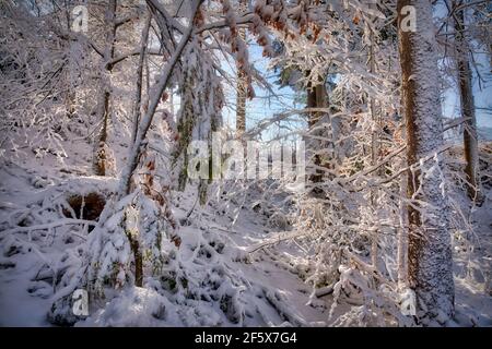 DE - BAVARIA: Winter scene in the Isartal near Bad Toelz Stock Photo