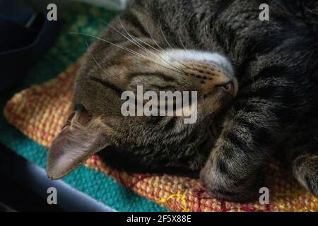 Small domestic cat rests sleeping on the sofa at home Stock Photo