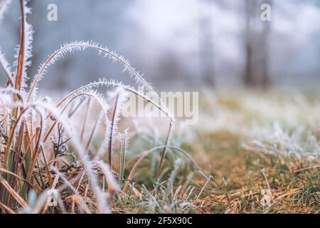 Forest nature dry plants in a hoarfrost, close-up. Morning fog. Sunny winter day. Seasons, climate change, ecology, botany. Natural white background Stock Photo