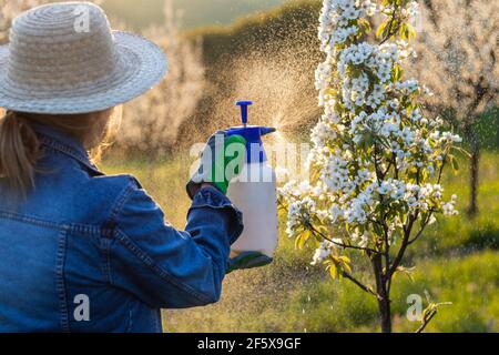 Spraying blooming fruit tree by insecticide. Gardening in orchard at spring. Woman wearing straw hat and protective glove is using spray bottle with p Stock Photo