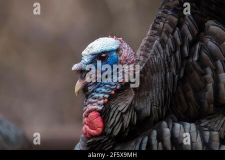 A male wild turkey in full strutting display Stock Photo