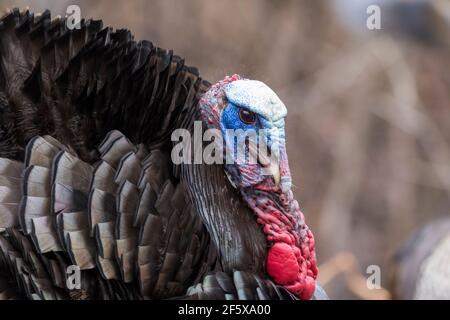 A male wild turkey in full strutting display Stock Photo