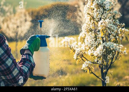 Spraying blossom of blooming fruit tree in orchard. Using crop sprayer with pesticide during spring gardening Stock Photo