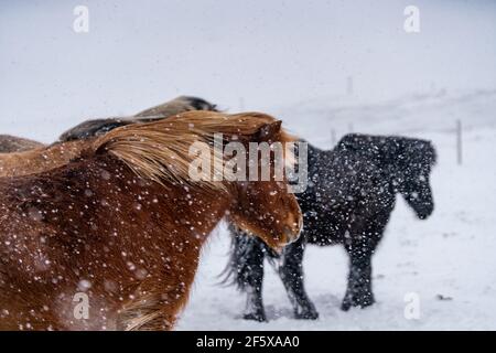 Icelandic horses. The Icelandic horse is a breed of horse created in Iceland Stock Photo