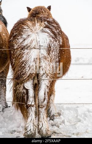 Icelandic horses. The Icelandic horse is a breed of horse created in Iceland Stock Photo