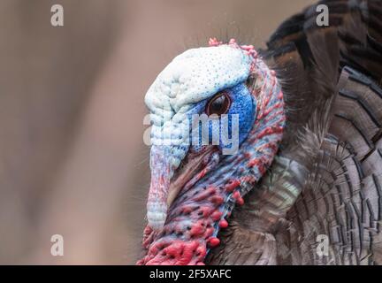 A male wild turkey in full strutting display Stock Photo