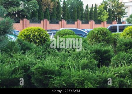 Cars and parking hidden behind bushes. Ecology in city concept. Green urban backdrop. Spring decoration background. Beautiful nature with vehicle. Eco Stock Photo