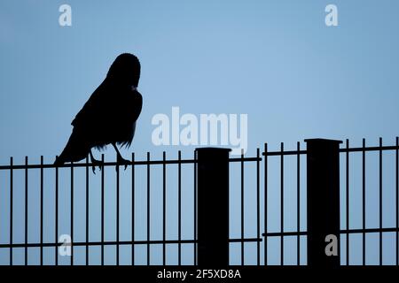 Helsinki / Finland - MARCH 28, 2021: A silhouette of a crow standing on the fence against the blue sky. Stock Photo
