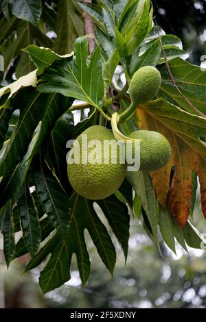 mata de sao joao, bahia / brazil - november 4, 2020: Artocarpus altilis also known as bread fruit is seen in the city of Mata de Sao Joao. *** Local C Stock Photo